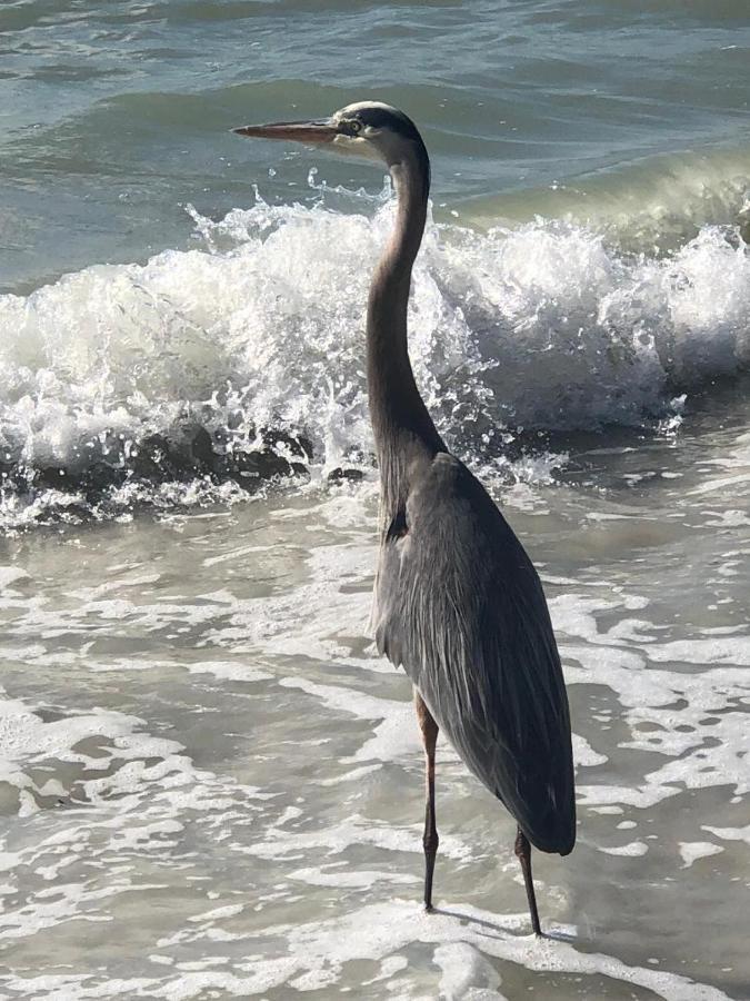 Welcome To The Paradise Fort Myers Beach Esterno foto